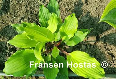 Hosta Endless Gift